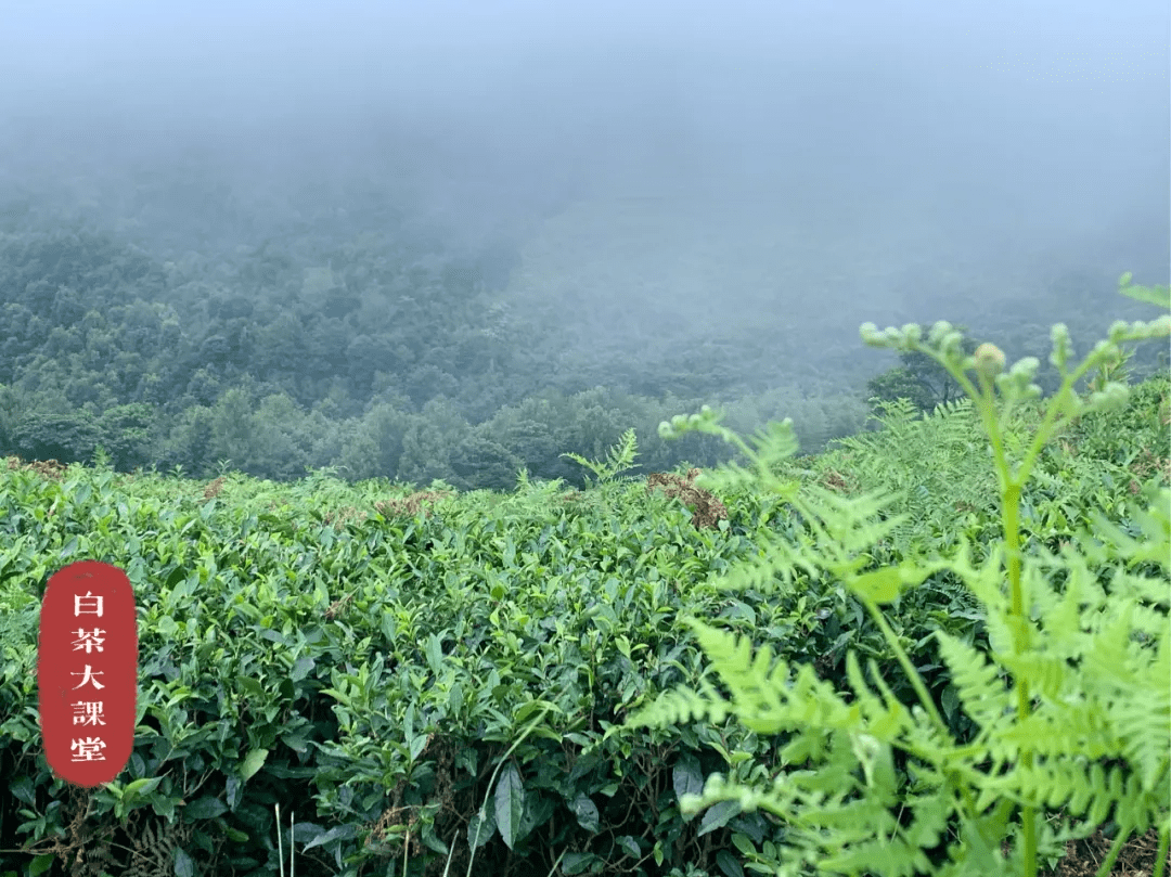 来信|茶友来信：我在寿眉散茶中闻到了类似枣香的气息，正常吗？