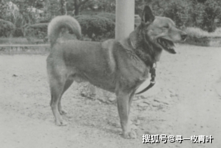 日本六犬是什么意思，分别是哪些犬种，除了这些还有吗?_手机搜狐网