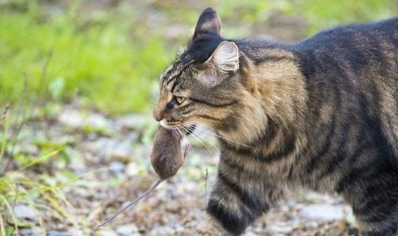 因为室内养猫要注意什么你知道吗？你家猫咪在散养吗？