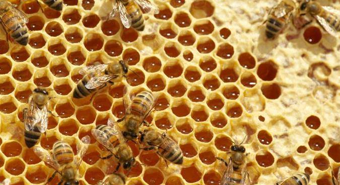 蜜蜂会让我们想到什么 d286e31217fc4806af679427a315dc01.jpeg