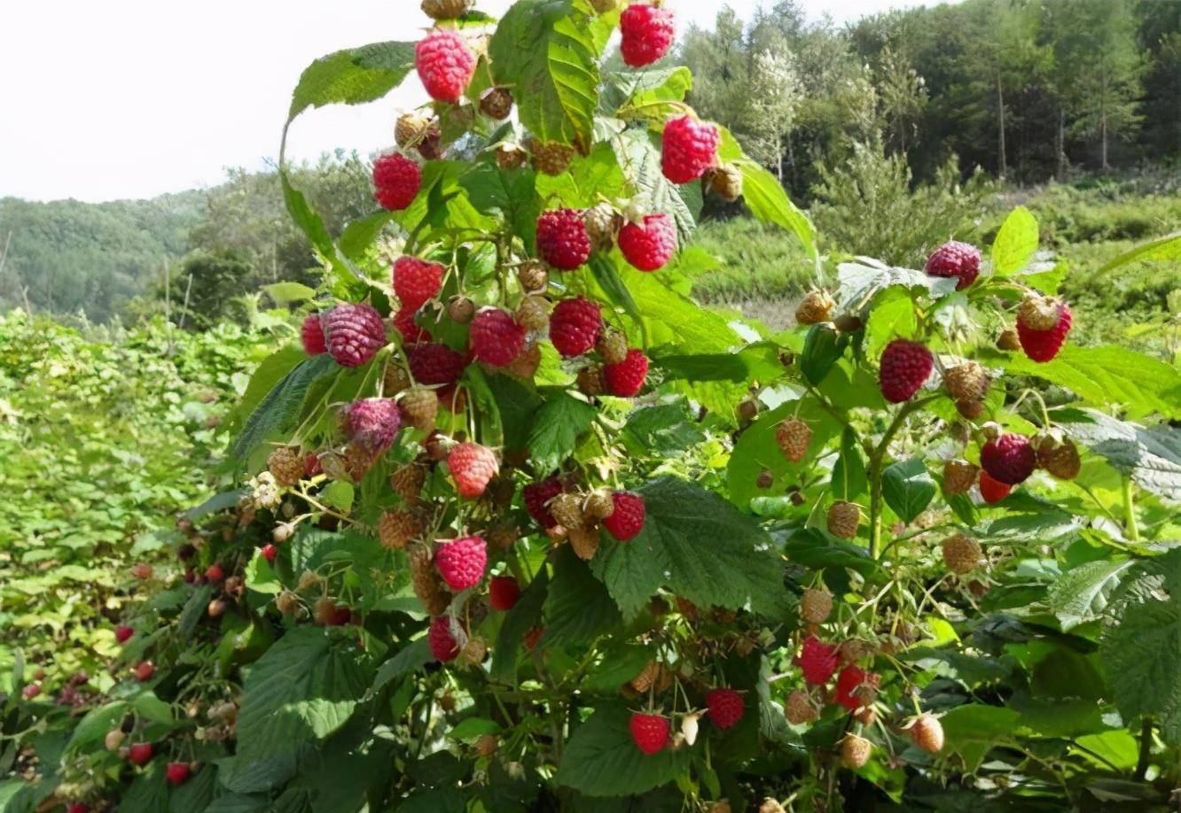 树莓的功效与作用能吃吗 d45fddb7701d41538a4dad29b872c033.jpeg