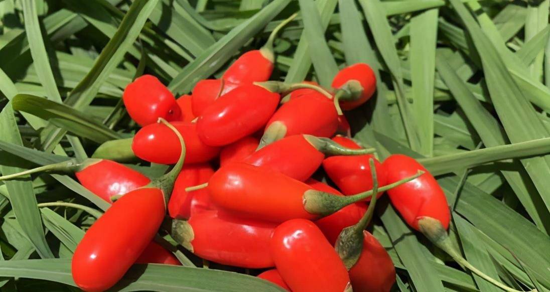 如何正确冲泡枸杞 1460fad0fa074a92b19c2353dd552c00.jpeg