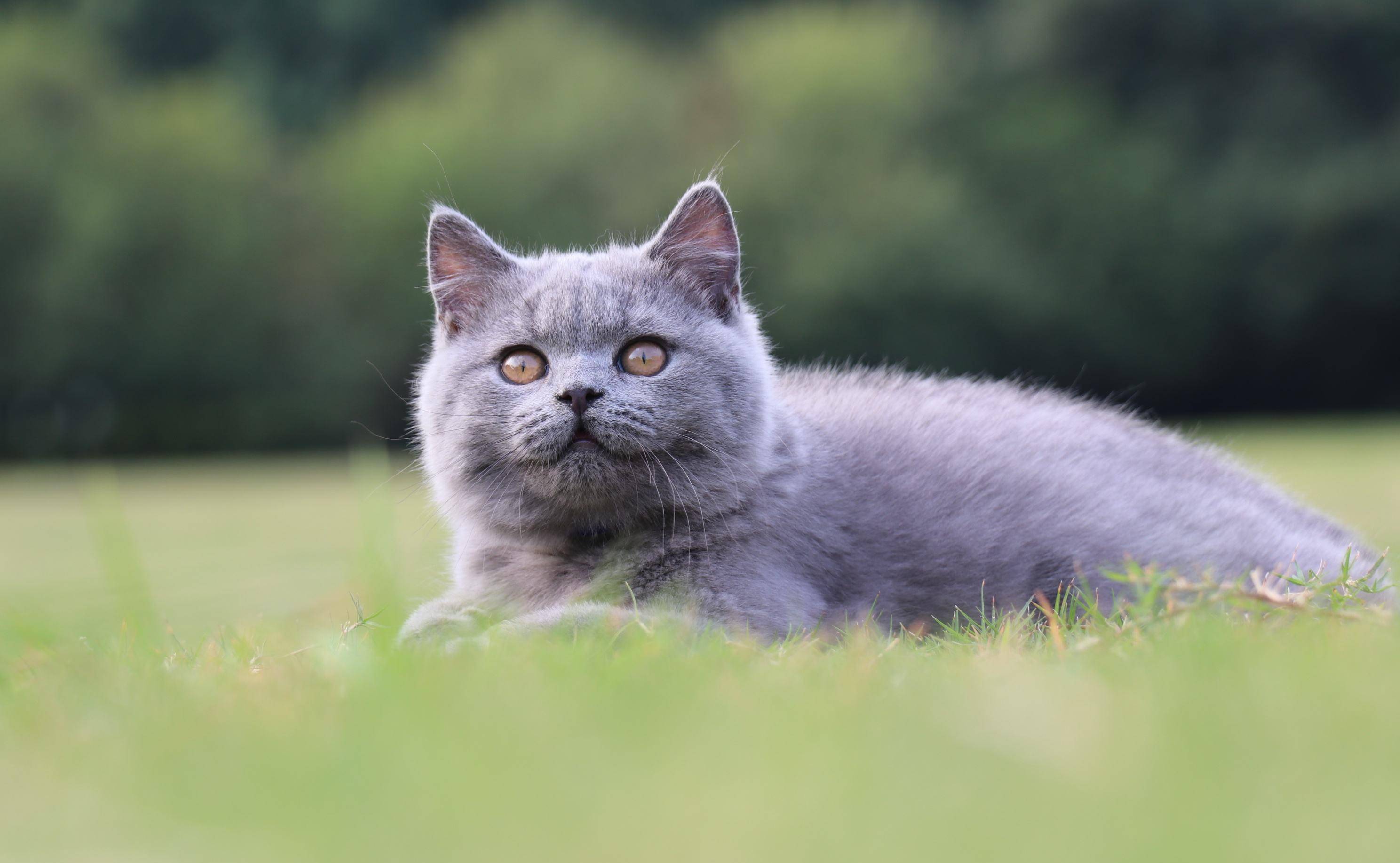 猫咪这些猫，在中国早就被“禁养”了，很多人还不知道