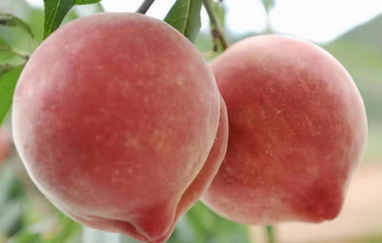 桃子怎么吃好吃 459a9ec2aeb3460eb99185785efab1ac.jpeg