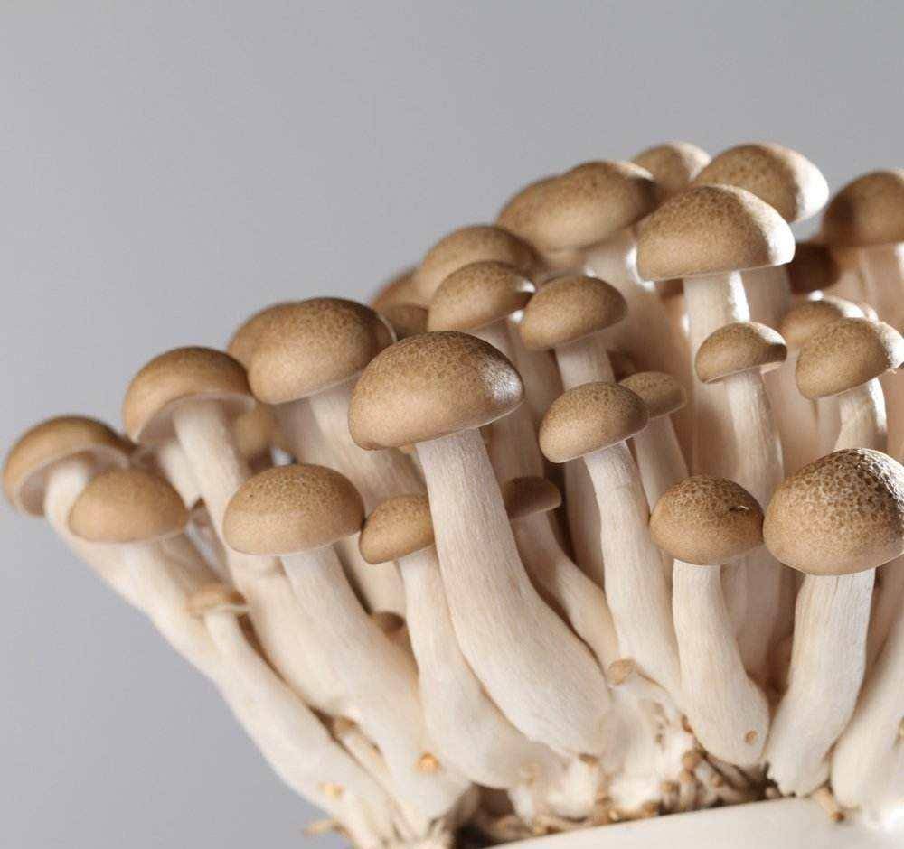 草菇用什么代替(草头菇做法) - 医药经