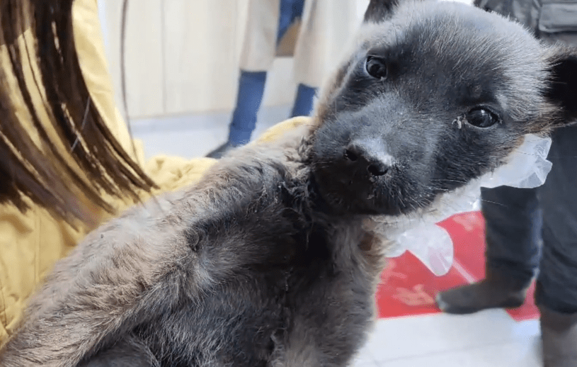 狗为啥会自己盖被子 16cd383e6ad44746bb43083219d8b511.png