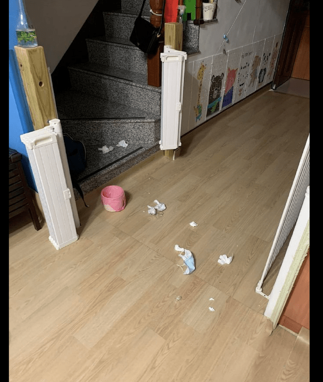 原创家里的垃圾桶被打翻了当看到猫后瞬间就笑了证据在你脖子上