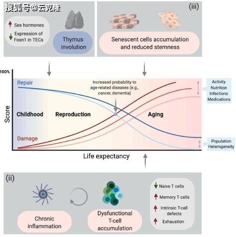 胰岛素是什么样的 9dee59ef32c94509afb56cb78c33d02d.jpeg