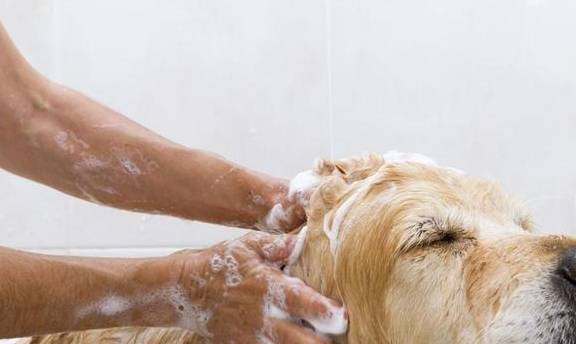 为什么狗狗怕洗澡