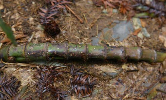 竹子根的功效与作用能让人体自身免疫力明显提高