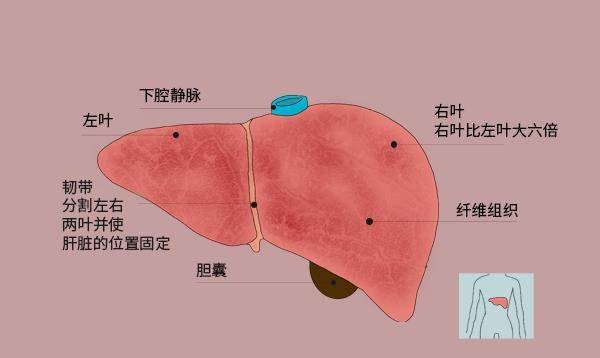 肝脏|皮肤上长痣，预示肝脏病变？若伴随身体异常表现，尽早检查肝功能