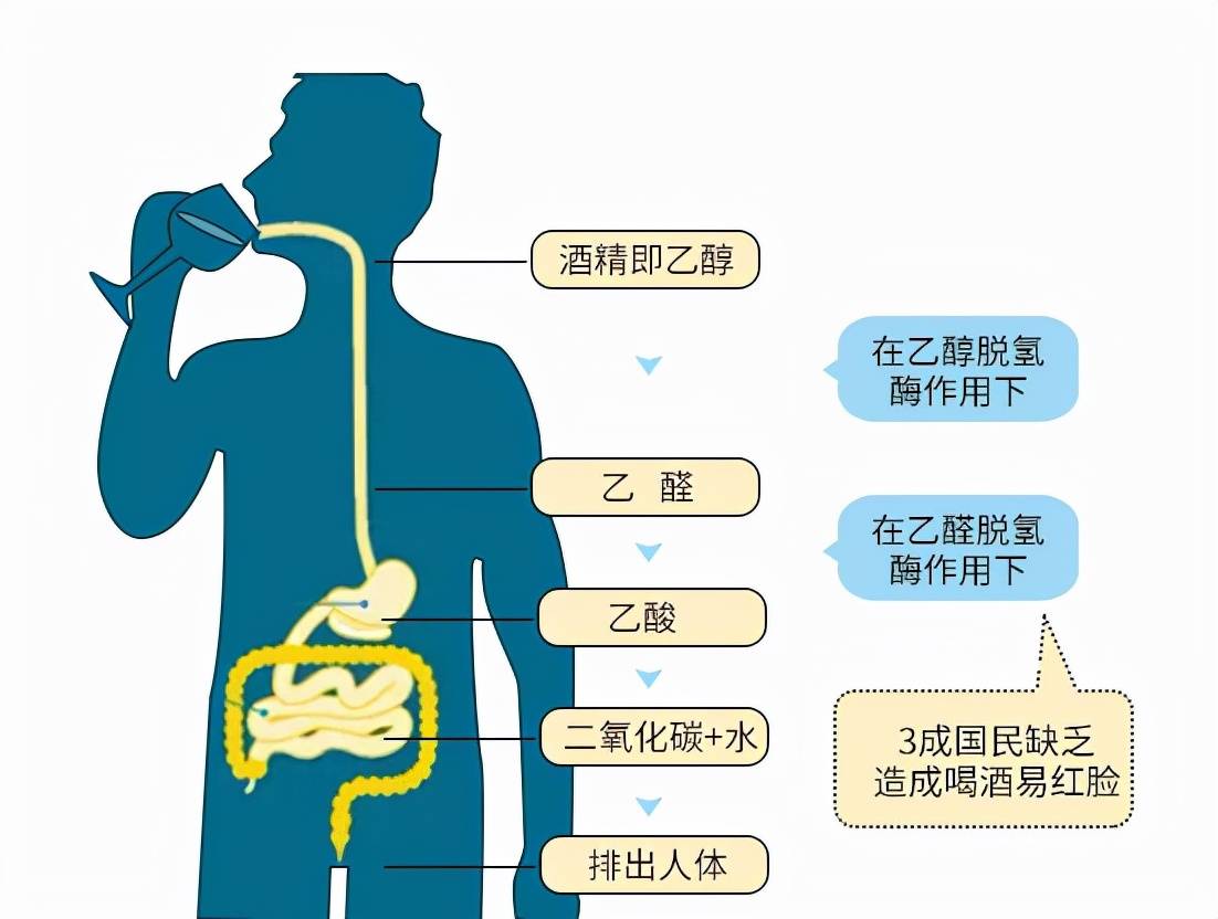 代谢|研究证明：喝酒脸红的人，患癌风险更高！4个方法可降低酒精伤害