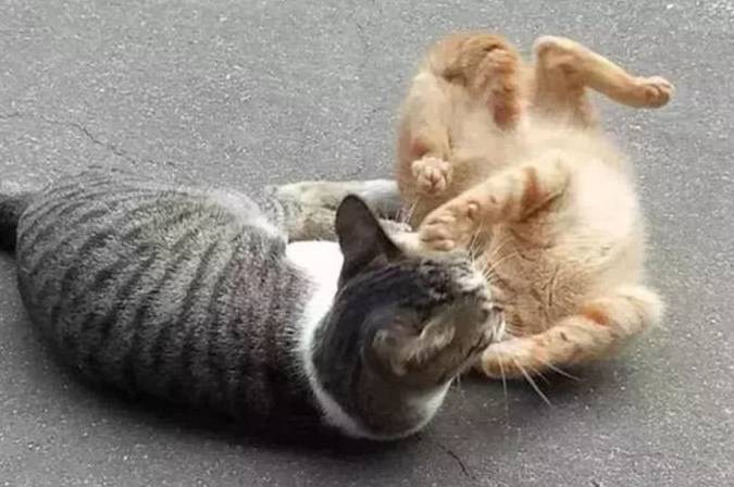 小区狸花猫挑衅过路橘猫，却被橘猫“一招”制服，狸花猫表情亮了