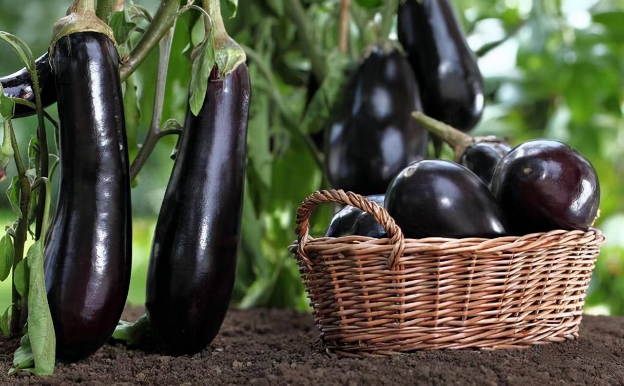 温室越冬茄子结果期要四防