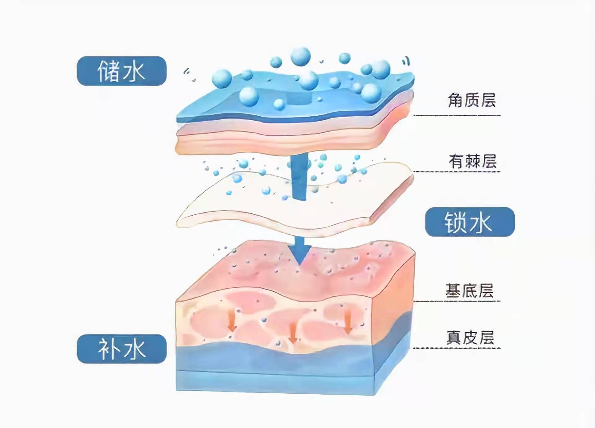 面部玻尿酸vs胶原蛋白，谁更适合你？