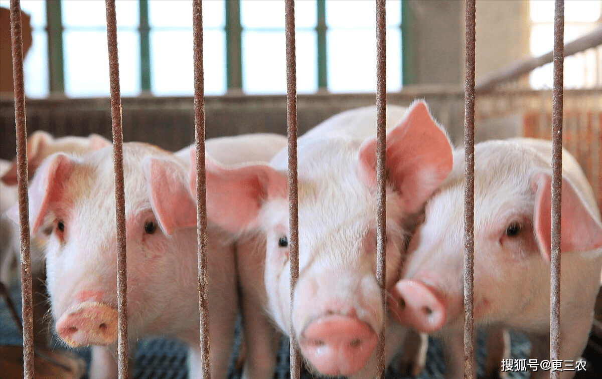 企业|1月20日,猪价、粮价联袂下跌,玉米价格迎关键利好!发生了啥?
