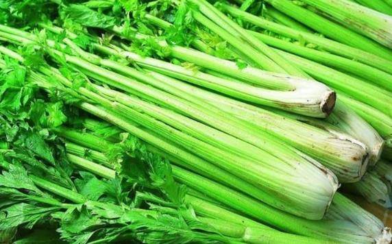 啥时候种芹菜最佳 14d97a5fb3f5472ba6f44b03866168b5.jpeg