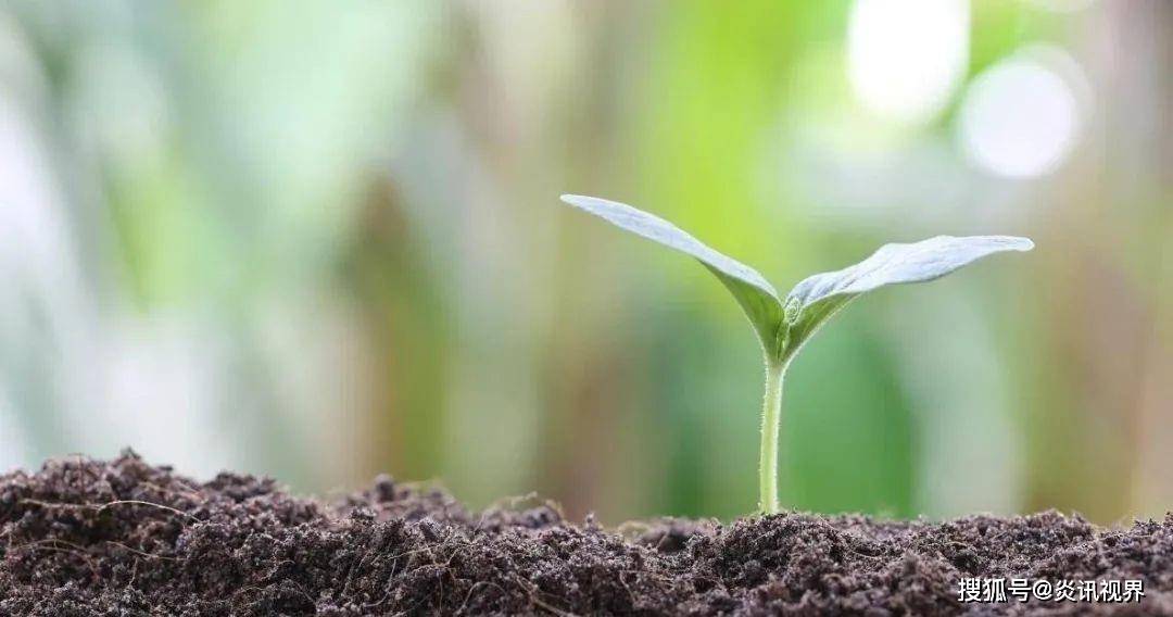 养分是植物成长必不可少的营养物,没有有机养分,植物也就不会生根发芽