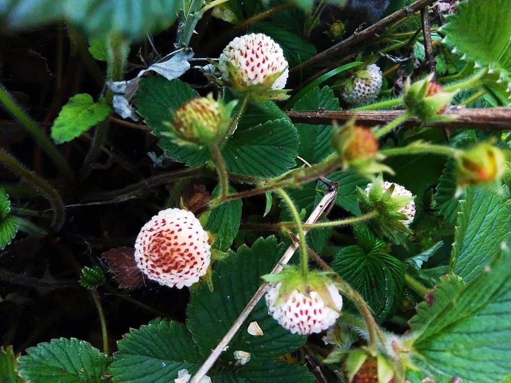 农村4种野草莓,第1种冬季才有,第4种如今很稀罕30元一斤