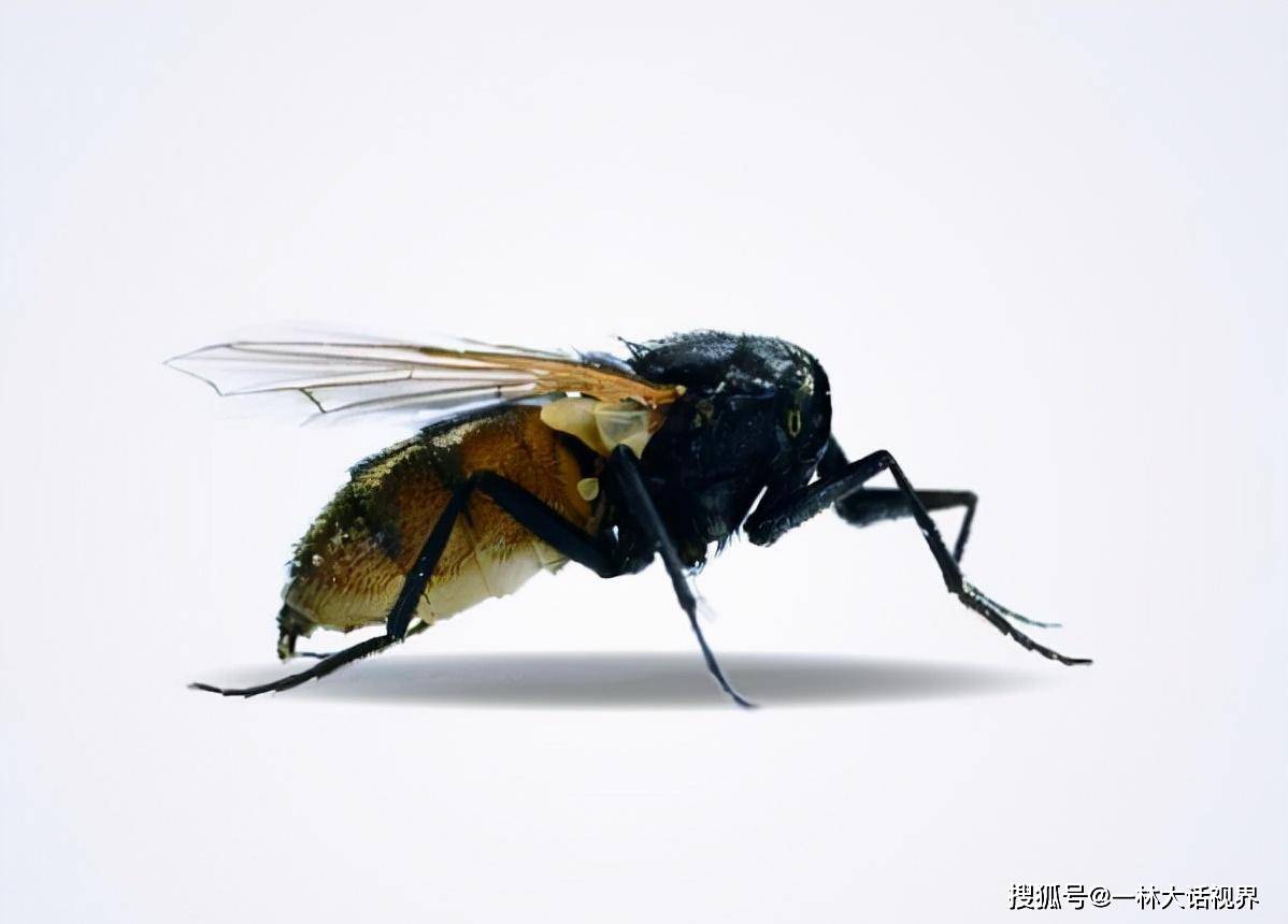 苍蝇为什么总把自己的头弄下来玩 苍蝇没有头为什么还能活 神经系统 头部 昆虫