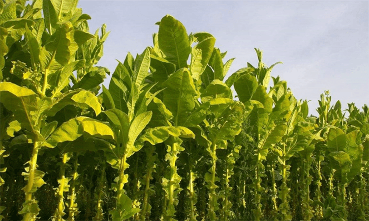 tobacco 是 什么 烟草是什么植物?这种让烟农“致富”,却又不讨喜的植物,了解下_搜狐网 tobacco 是 什么 烟草是什么植物?这种让烟农“致富”,却又不讨喜的植物,了解下_搜狐网