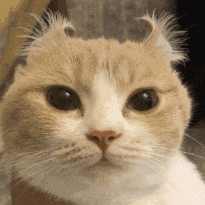 38e1b4c9cd1c43499f440a10c9fdfb33.gif
