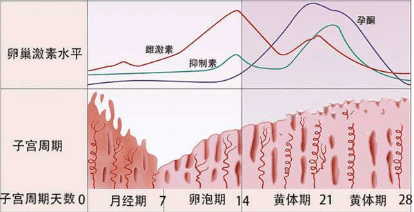 雌激素水平的高低和內膜厚度有哪些關係