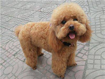 泰迪也曾经是红极一时的犬种 但如今也算是走下了神坛 头发 生活 好心人