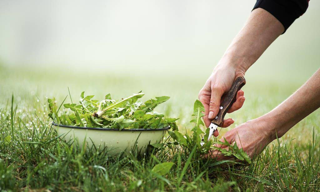 春食野菜正当时 牢记4忌2吃 老说法有讲究 吃对了野菜赛仙丹 食用 荠菜 春笋