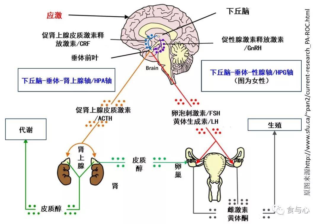 肠道|肠漏，你必须知道的热知识（三）