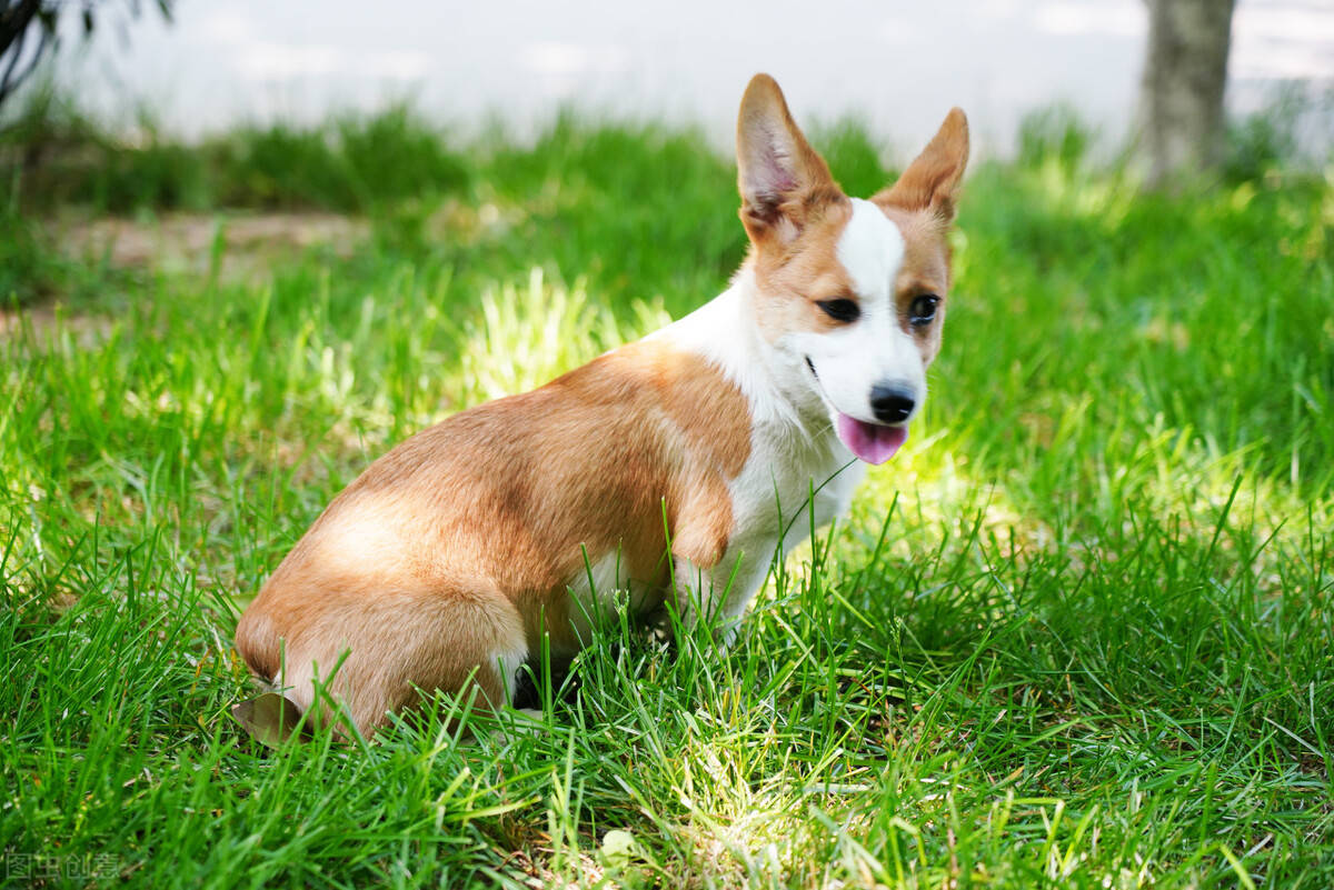 智商一只柯基犬从珠海航空托运到大连的案例分享~