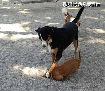 小猫的视频跳舞 61377fb951fb40b79b169d7f9559fdb4.jpeg