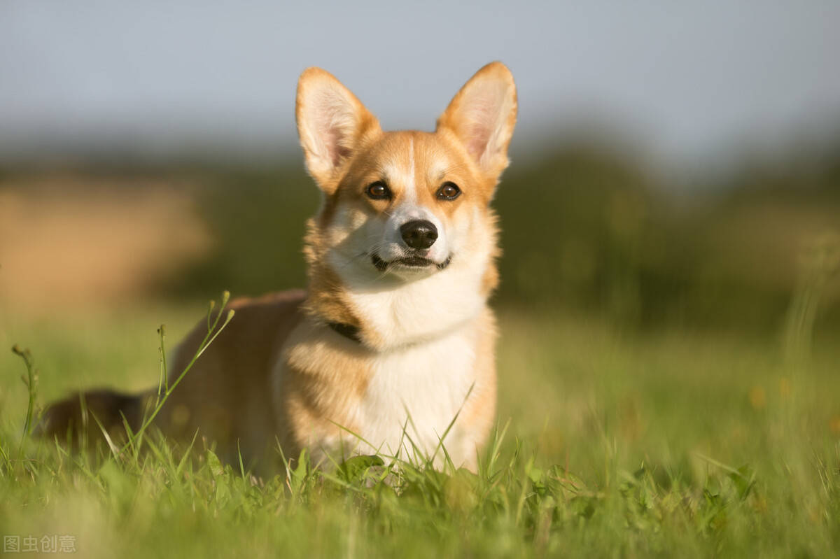 智商一只柯基犬从珠海航空托运到大连的案例分享~