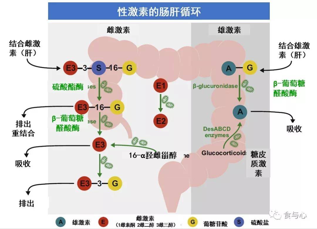 肠道|肠漏，你必须知道的热知识（三）