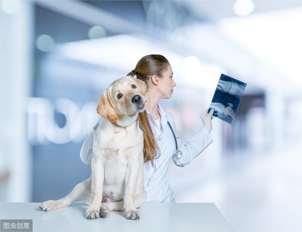 辟谣:给狗狗做孕检会导致小狗畸形?