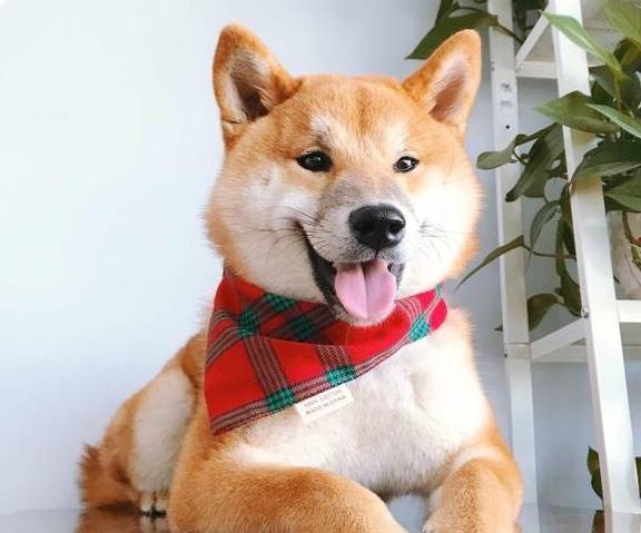 狗狗也有烦心事吗 16a65188fcae459cad42f383975b0e09.jpeg