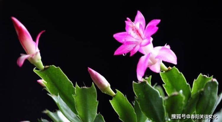 水生什么木 6e510a96a5f842419de6592352ec8cbf.jpeg