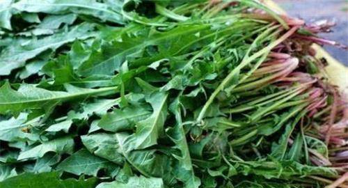 婆婆丁是药材吗 ecbec305e2ad4834bed710aa95a27ff2.jpeg