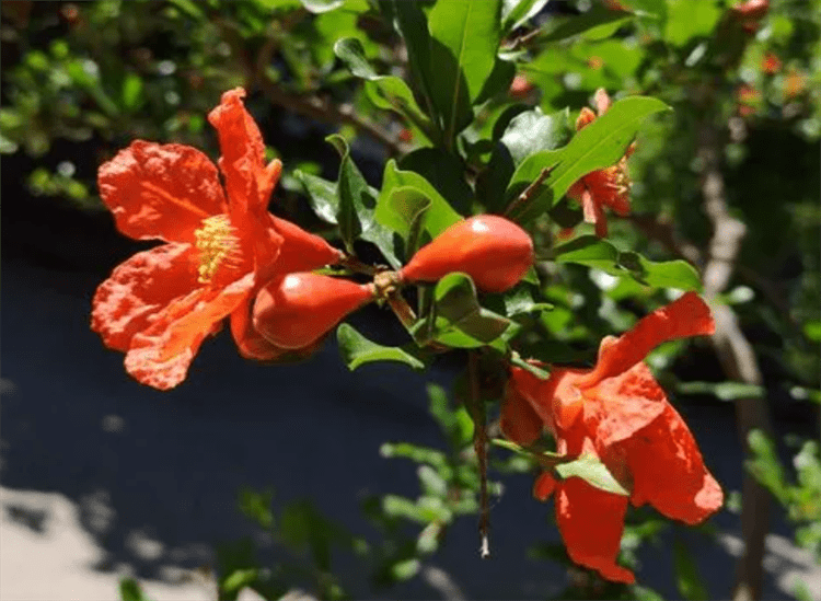 灯笼花的寓意和象征 6c302258593a4a9b99ba265a2c11dca6.png