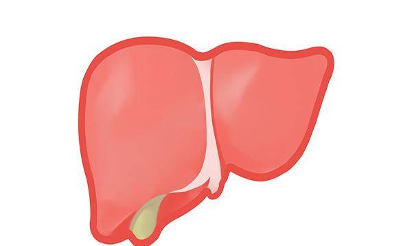 胆酸|什么是肝功能检查？做肝功能检查，到底查哪些东西？