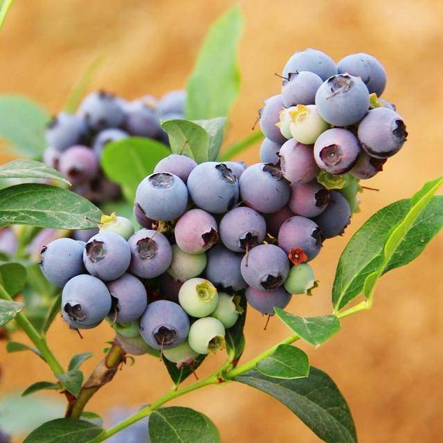 原创阳台养水果养一盆小蓝莓好看还好吃还特别的好打理