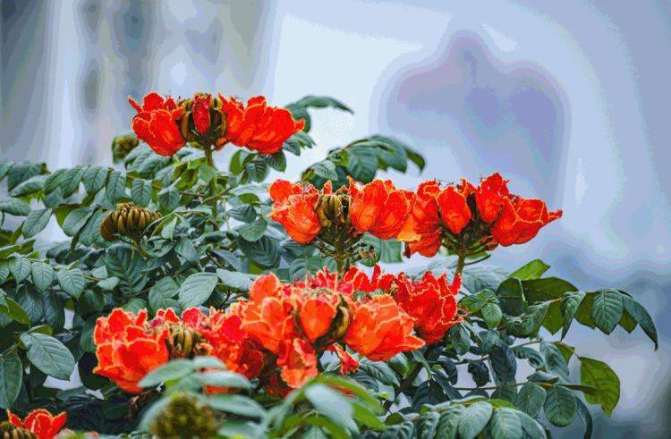 冬日里的深圳红 满城红花开 一起等春来 火焰 红色 山茶