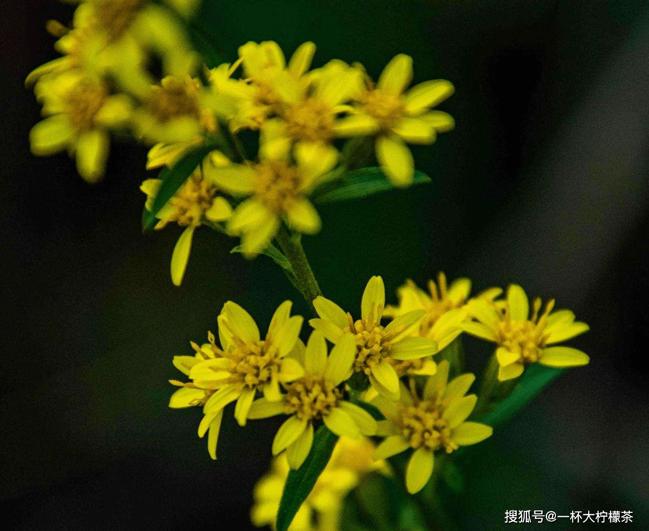 尿酸|春节饮食要克制！要重视潜在肾结石的这些误区，日常生活中这样消石非常有必要