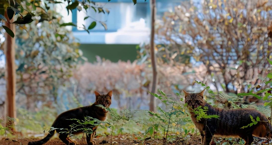 我国中国狸花猫为何“遭人嫌”？这6个原因，你可能也不喜欢！