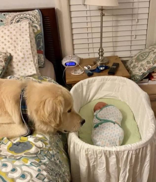 狗狗养多久跟主人亲 7fb811cf96de44d2bd71c4e90ed202e9.jpeg