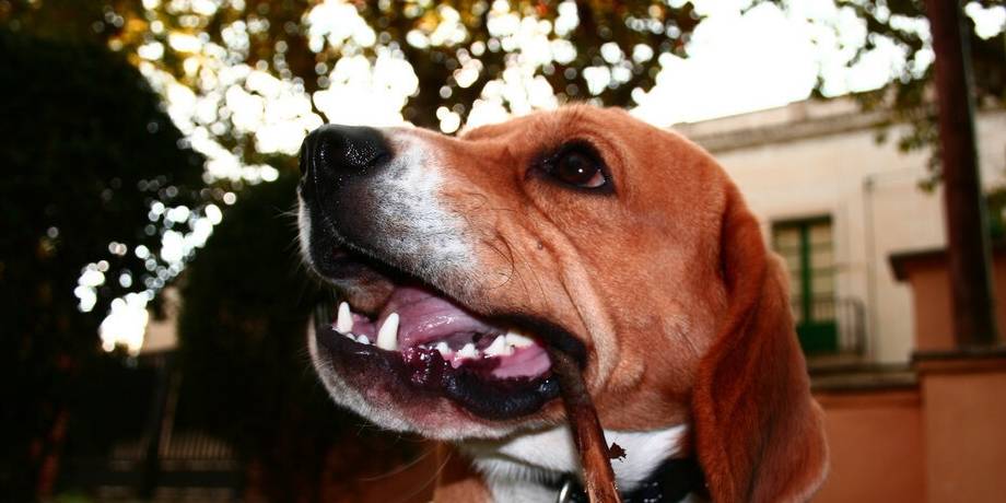 陌生人|最容易“被拐”的6种狗,一只鸡腿就搞定!