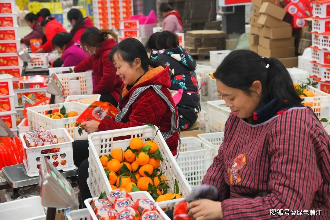 拓宽销售渠道助力蒲江优质耙耙柑大卖