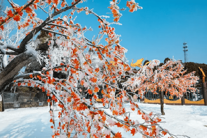 穿越|冬游济南｜赏年俗、看非遗、趣玩雪，一秒穿越到东北，欢乐过大年！