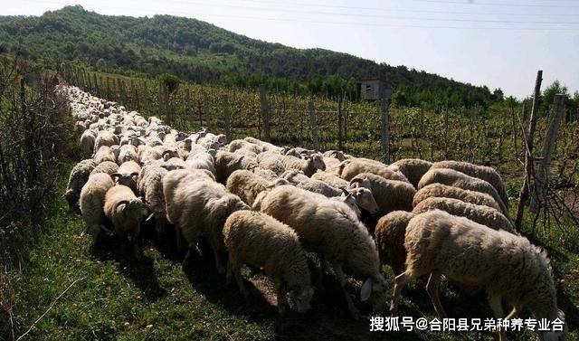 亚新体育养100只羊需要投资多少钱(图4)