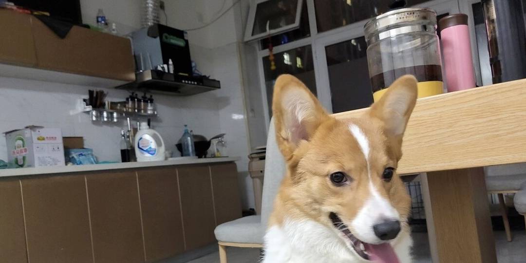 陌生人|最容易“被拐”的6种狗,一只鸡腿就搞定!